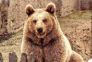 How To Hunt Brown Bears