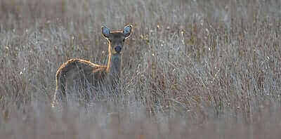 How To Hunt Sika Deer