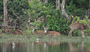 Hunting Axis Deer Tricks