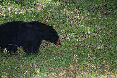 Hunting Black Bear Tips