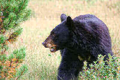 Hunting Black Bears