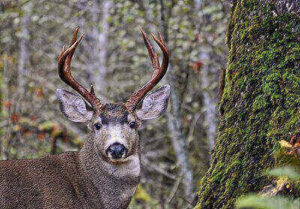 Hunting Blacktail Deer