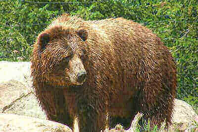 Hunting Brown Bear Tips