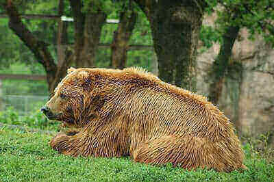 Hunting Brown Bears