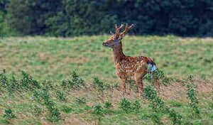 Hunting Sika Deer