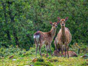 Hunting Sika Deer Tricks