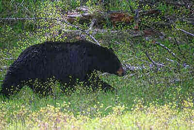 Ideas For Black Bear Hunting
