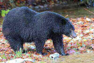 Ideas For Hunting Black Bears