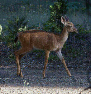 Ideas For Hunting Blacktail Deer