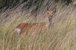 Ideas For Hunting Sika Deer