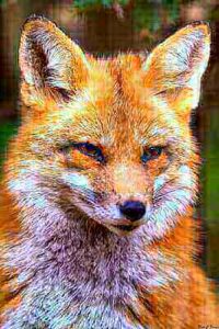 Ideas For Red Fox Hunting