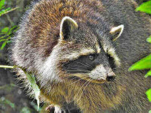 Raccoon Hunting Tips