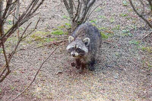 Raccoon Hunting Tricks