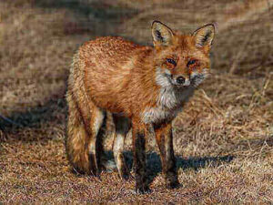 Red Fox Hunting Ideas