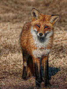 Red Fox Hunting Tips