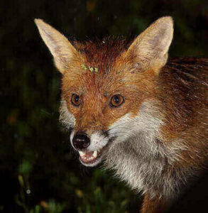 Red Fox Hunting Tricks