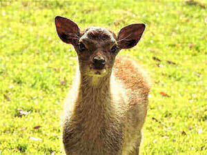 Sika Deer Hunting