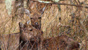 Sika Deer Hunting Tips