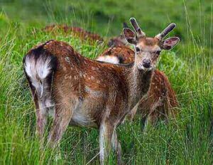 Sika Deer Hunting Tricks