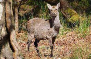 Tips For Hunting Sika Deer