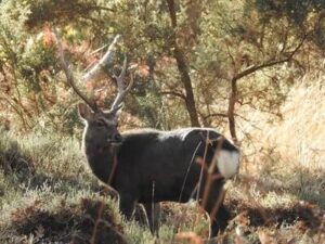 Tricks For Hunting Sika Deer