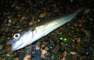 Whiting Fishing Ideas