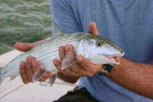 Fishing Bonefish Hacks