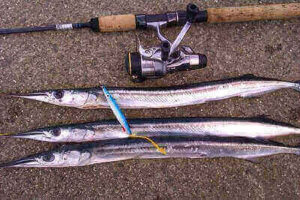 Fishing Garfish Ideas