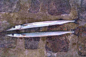 Fishing Garfish Tips