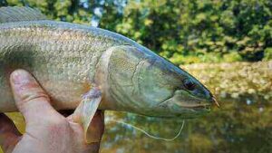 Fishing Ideas For Bowfin