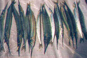 Garfish Fishing