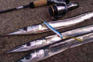 Garfish Fishing For Beginners