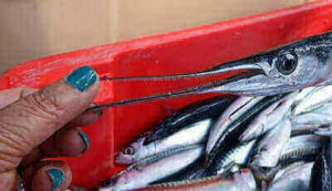 Garfish Fishing Ideas