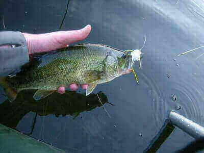 How To Catch Largemouth Bass