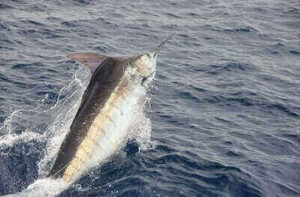 Marlin Fishing Ideas