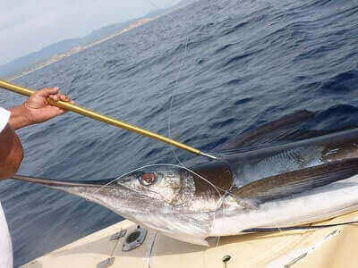 How To Catch Marlin