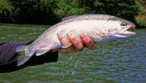 Tips For Fishing Bonefish