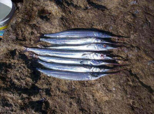 Tips For Fishing Garfish