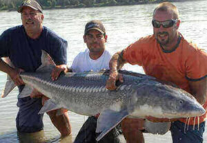 Tips For Fishing Sturgeon