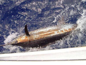 Tricks For Marlin Fishing