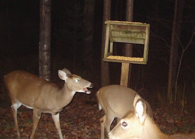 Best Deer Feeders