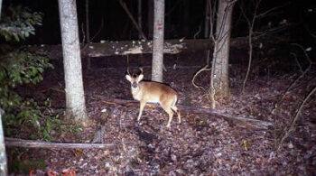 Best Deer Attractants