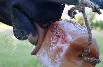 Best Salt Licks For Deer