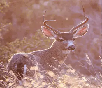 Best Mule Deer Hunting Tips