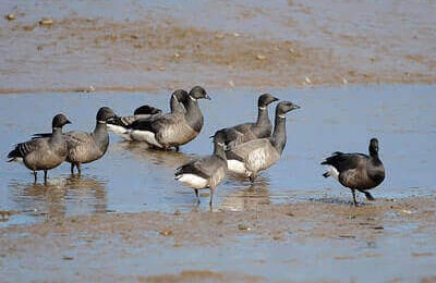 Best Goose Calls