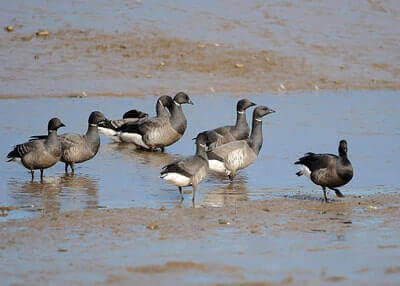 Best Goose Calls