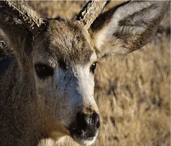 Best Mule Deer Hunting Tips