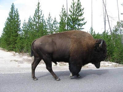 Bison Hunting