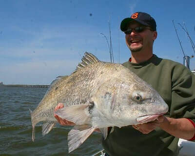 Black Drum Fishing