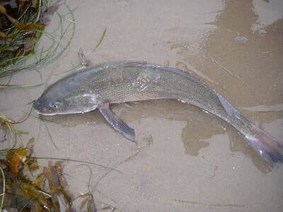 California Corbina Fishing